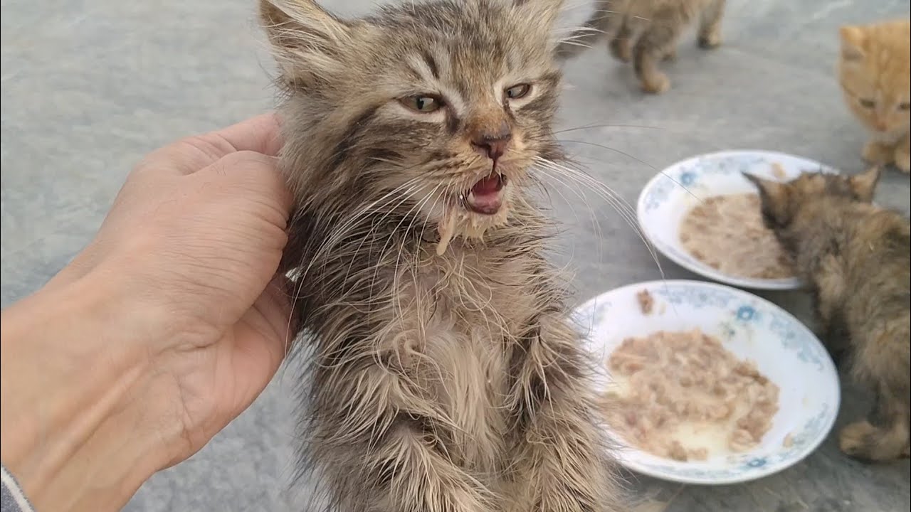 One Kitten Controls the Bowl! Growling & Scaring All Other Kittens at Feeding Time