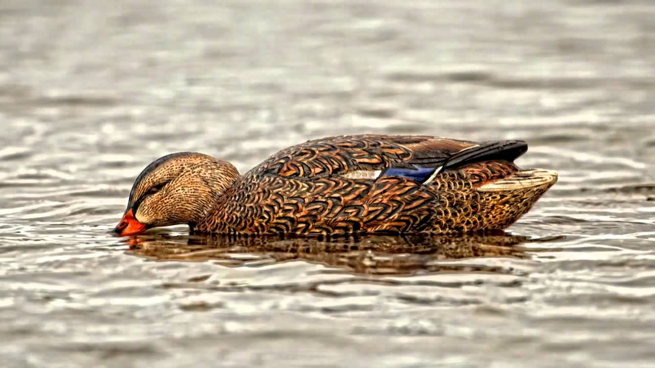 Avian X Toplight Mallards Product Profile