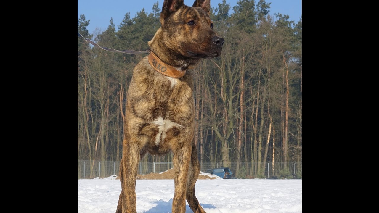 Rico Dutch Shepherd Ball drive inside and outside building