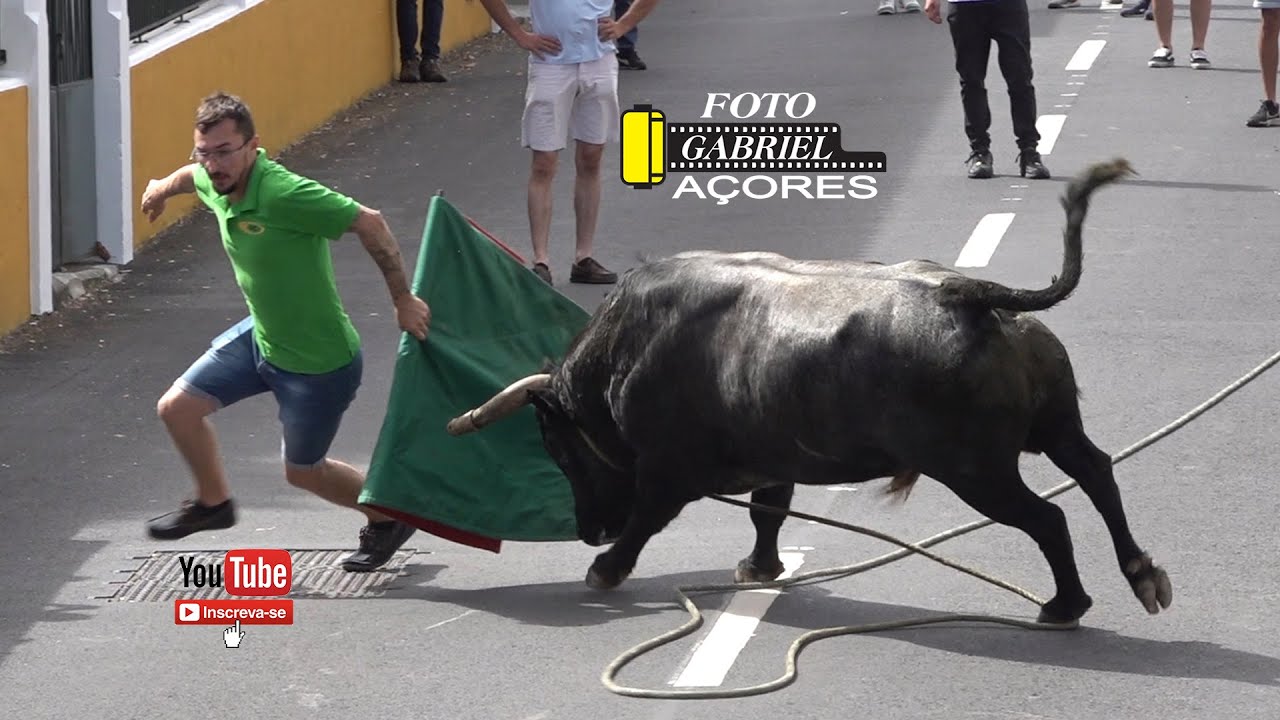 Toiros Bicas de Cabo Verde São Pedro 28-06-2025 Ganadeiro CAJAF