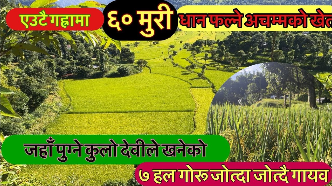बेलि चमेलिको कुलो रहस्यमयी स्थान । Okhaldhunga Nepal 