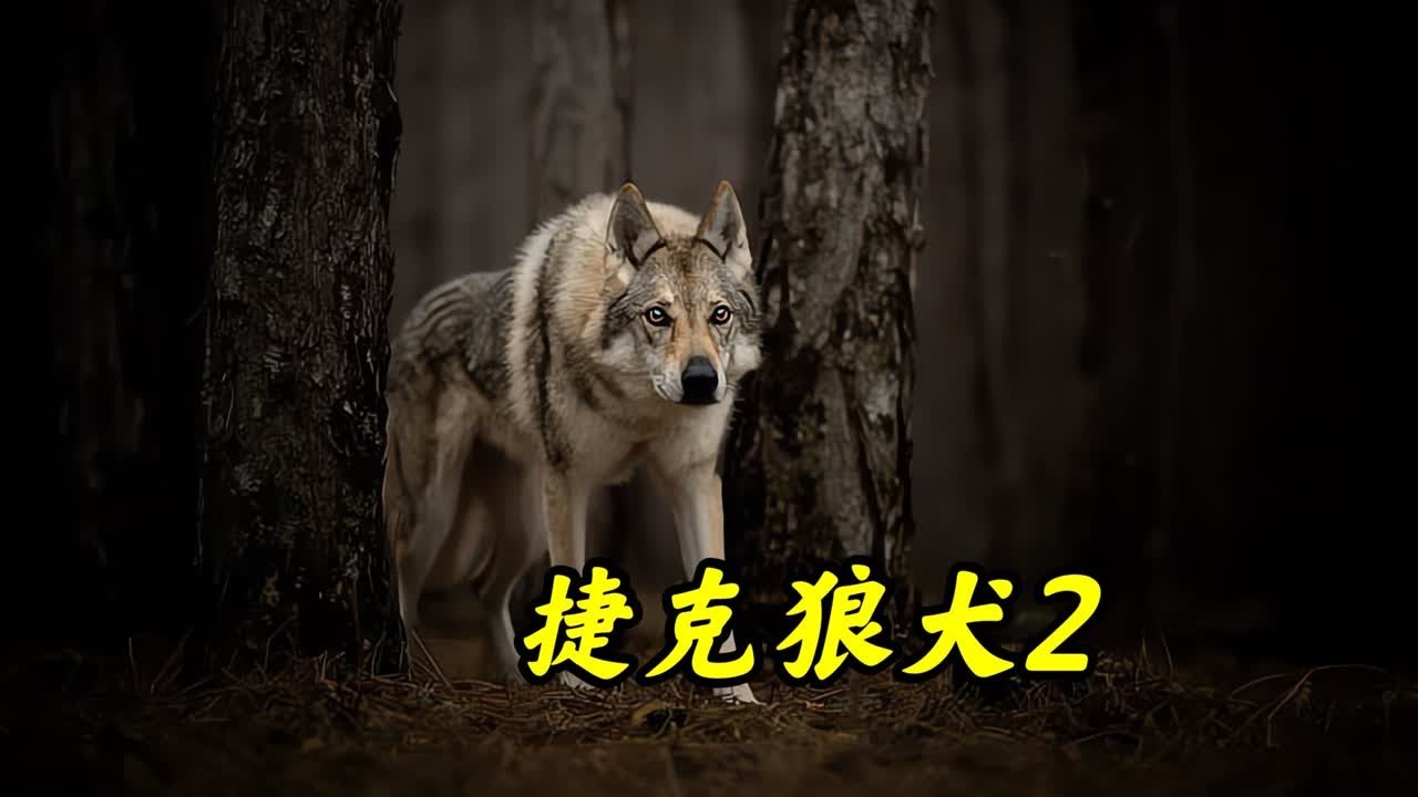 捷克狼犬，犬界最帅的存在