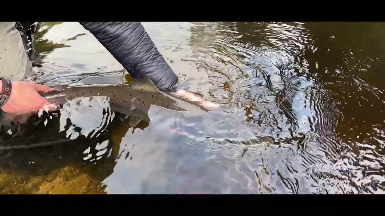 Loop Tactical Salmon Fly Line