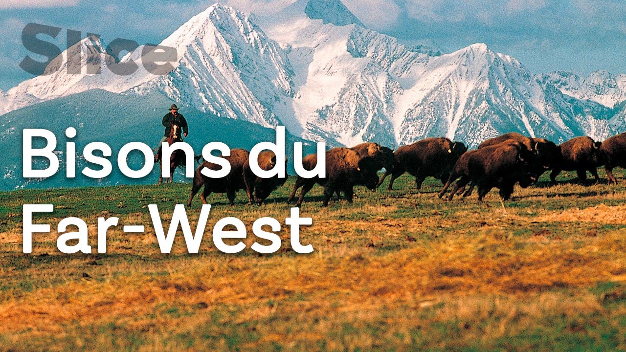 États-Unis : Rassemblement de bisons avec les cow-boys du Far-West | SLICE
