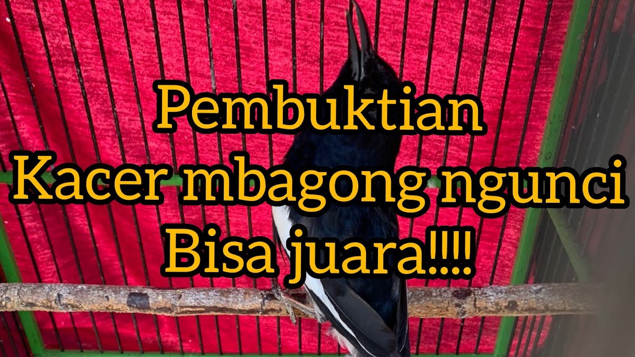 Kacer mbagong ngunci ahirnya juara juga.