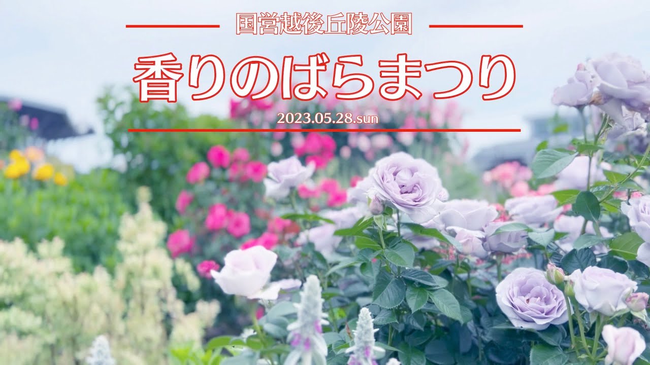 国営越後丘陵公園香りのバラまつり2023