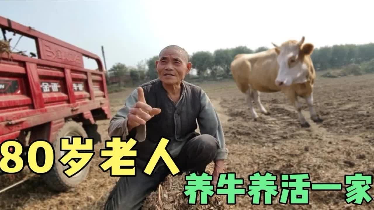 偶遇80岁养牛老人，学到很多养牛知识，养牛原来有那么多窍门