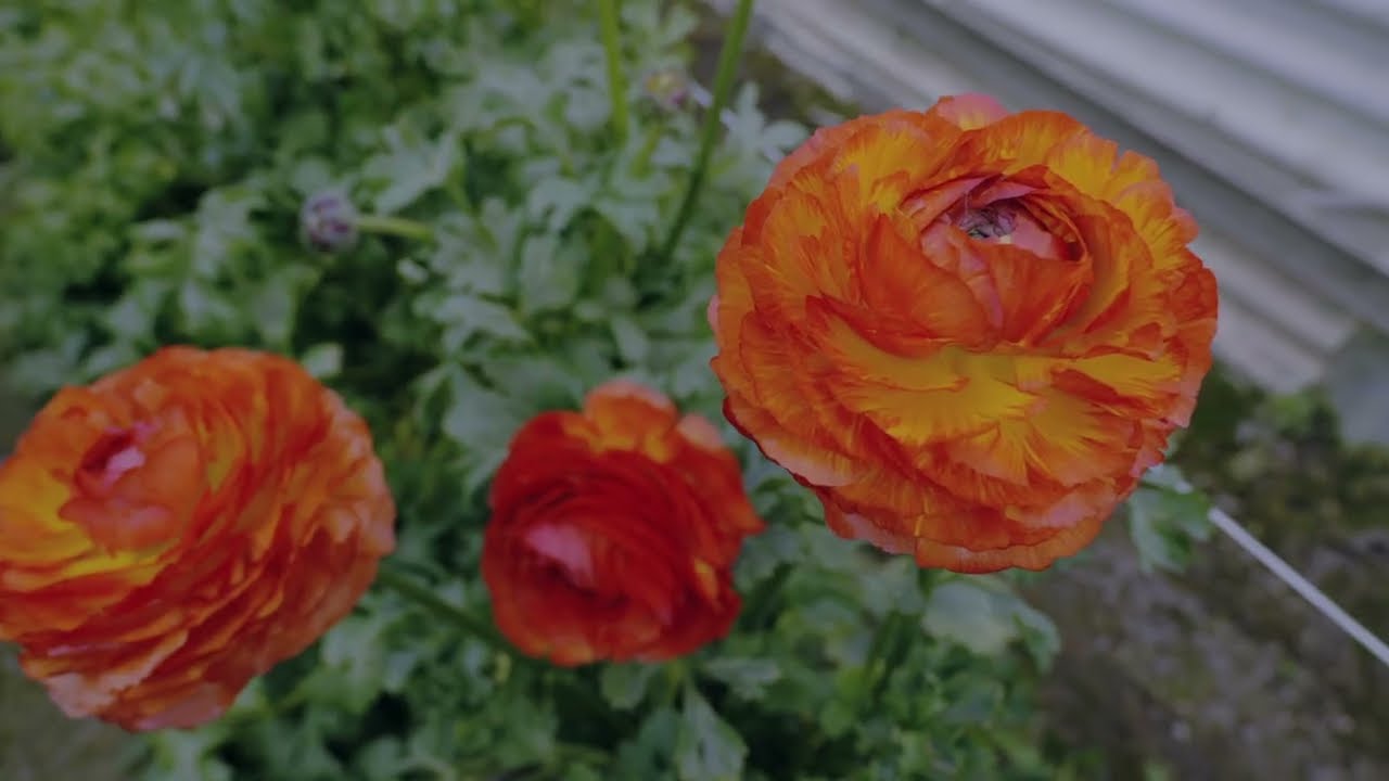 Confagricoltura Liguria: la storia del florovivaismo e della ricerca