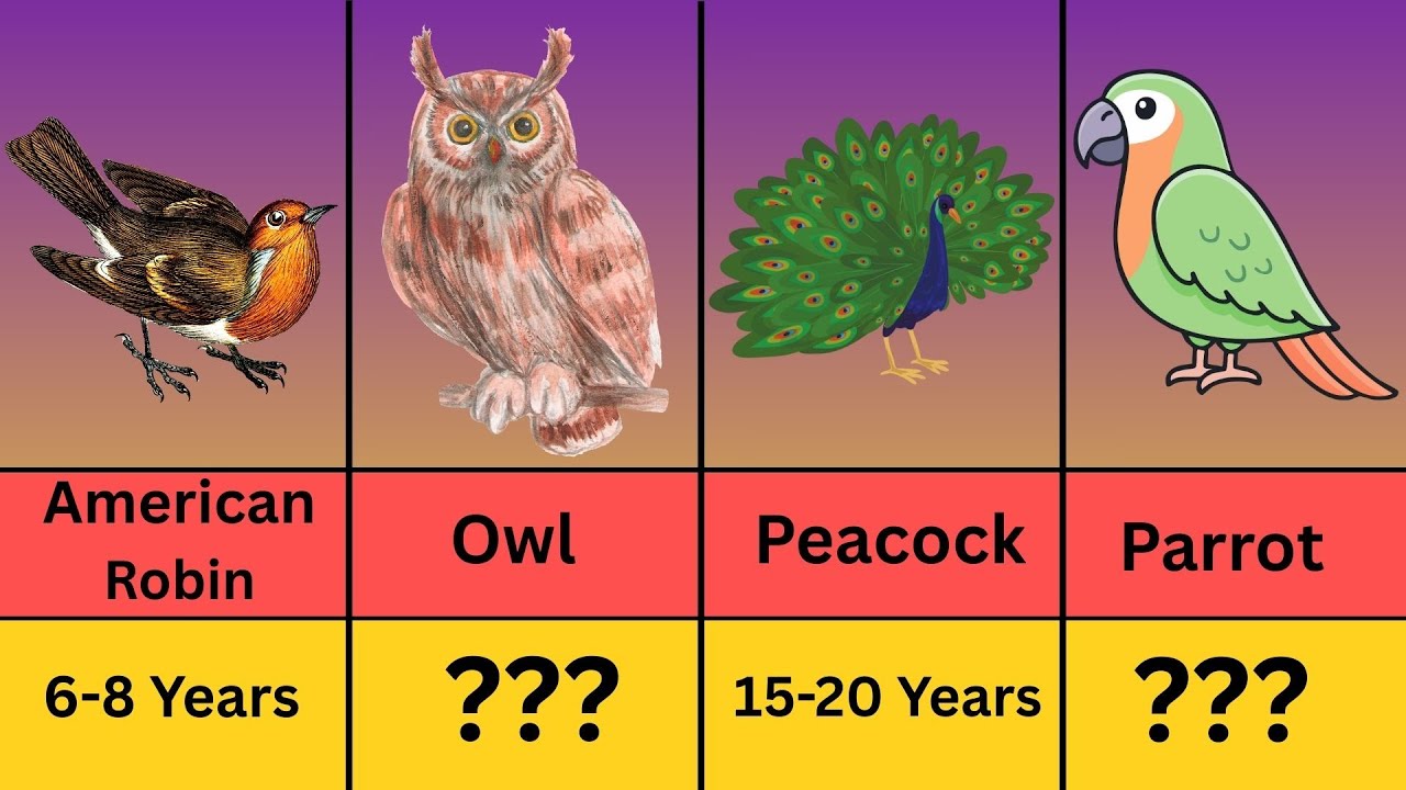 Birds Ranked by Lifespan: 1 Year to 100 Years