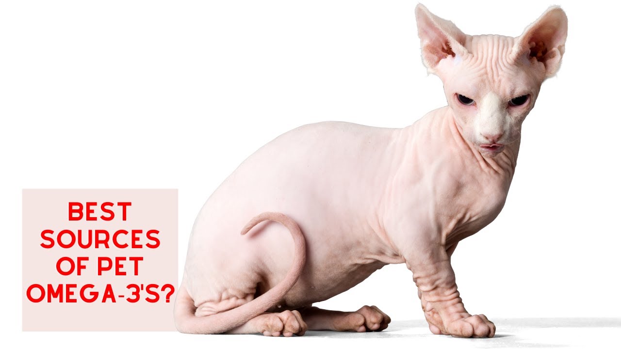 Best Sources of OMEGA-3'S for Pets!