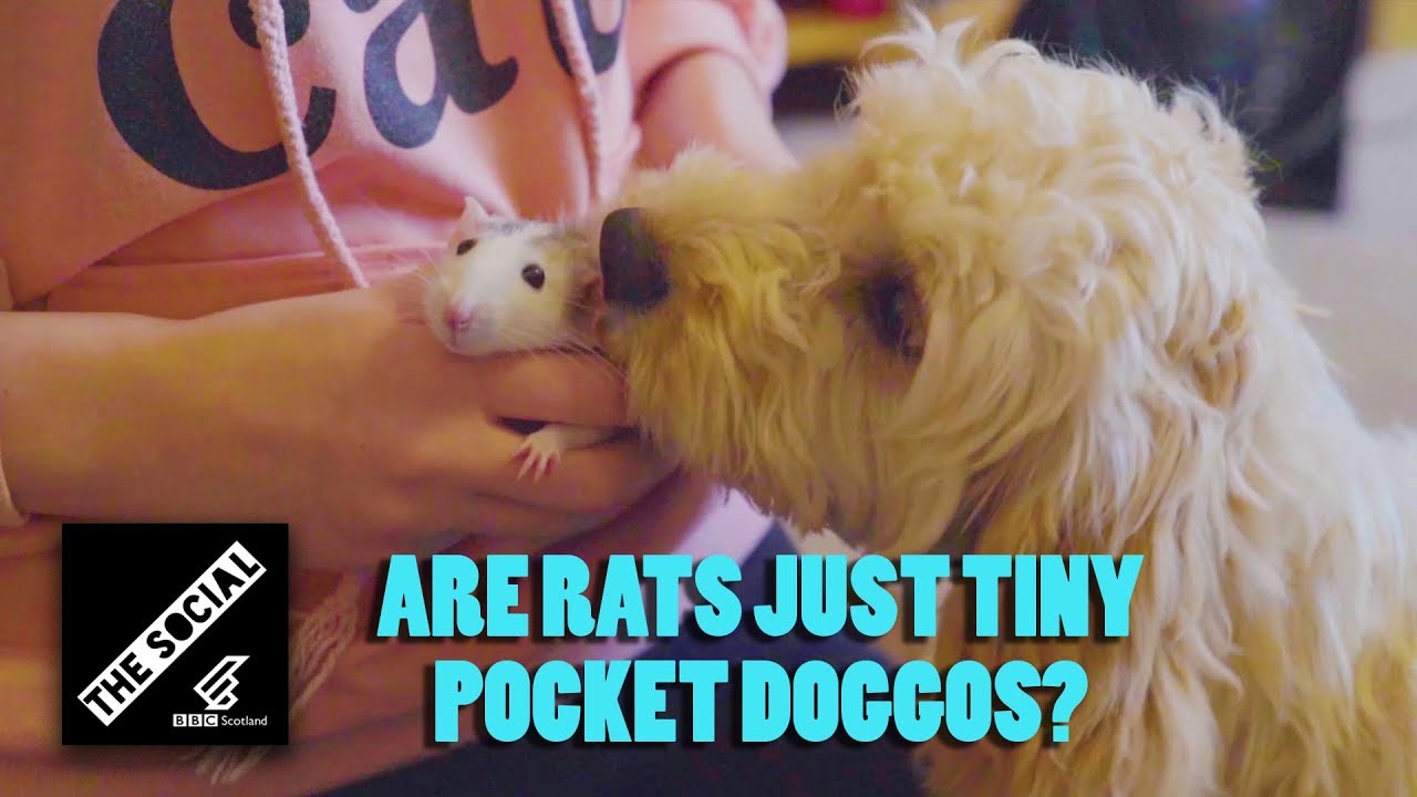 WHY RATS MAKE THE BEST PETS!