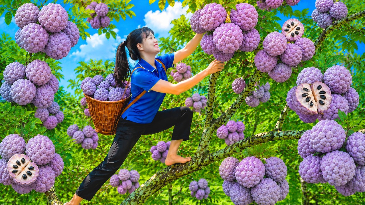 TIMELAPSE -- Harvesting 1000+ Giant Rare Purple Apples & Loading Full Trucks To Market Sell