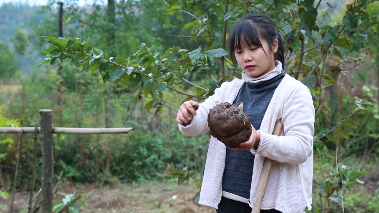 【二米炊煙】魔芋熟了，做一鍋魔芋豆腐，配上泡椒燒一頓魔芋鴨子吃