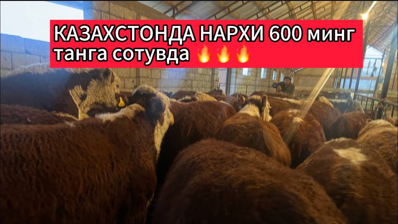 КАЗАХСТОН ФЕРМАЛАРИДАН  номер 1 ☝️☝️☝️903057667