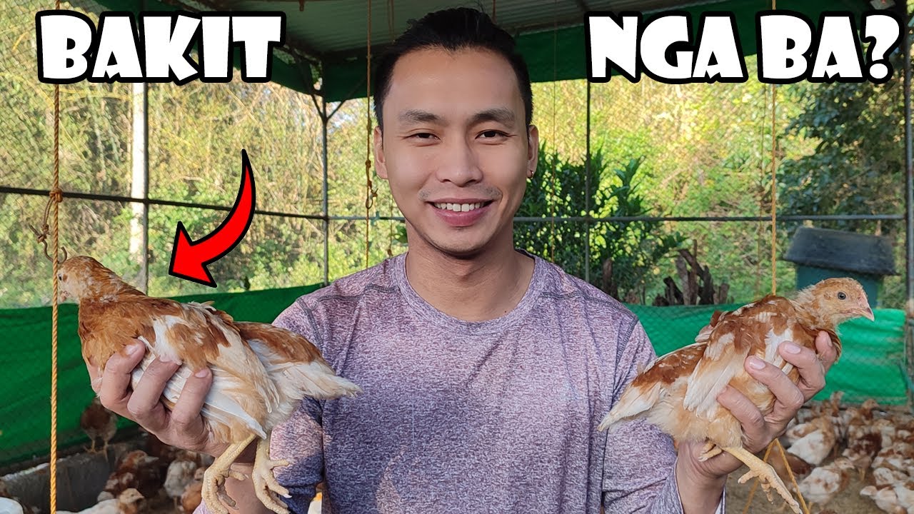 5 Dahilan Kung Bakit Hindi Ako Nagb-Breed ng Manok