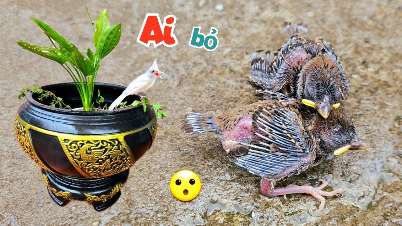 Làm Xong Bể Cá - Vô Tình Nhặt Được Chú Chim Non Ai Đó Đã Bỏ Lại Ven Đường / Quế Nghịch