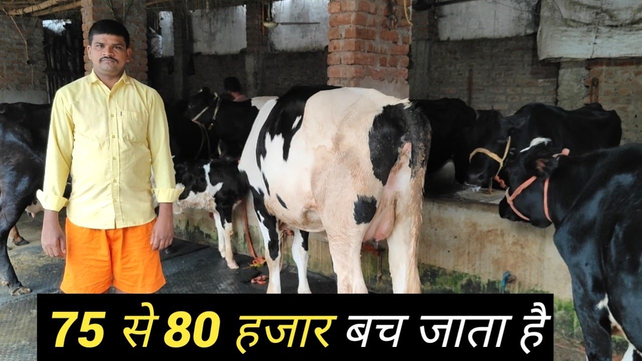 ड्राइवर की नौकरी छोड़ शुरू किया Dairy Farm | Dairy Farming In Bihar