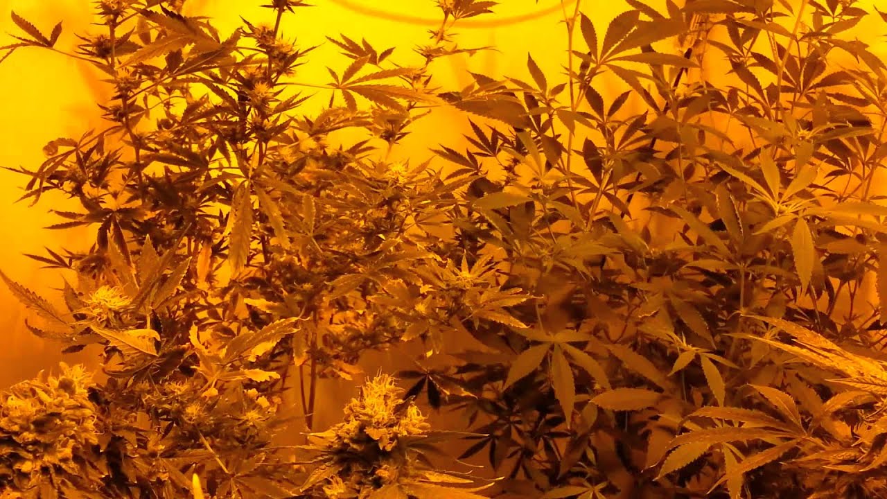 600 Watt Indoor Variety Grow part 7 - MASTER BUBBA FROST SHOTS