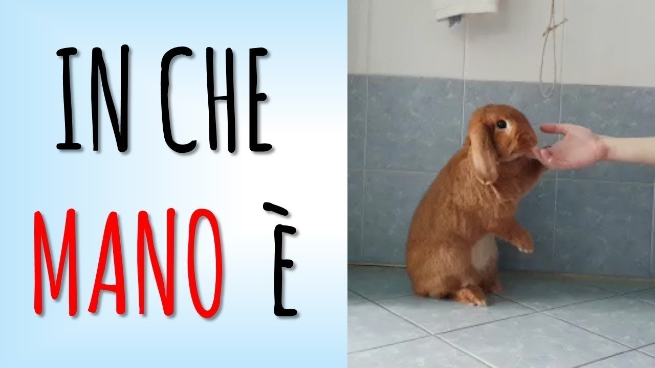 Insegnare 