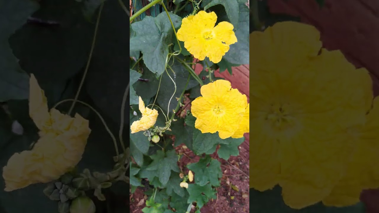 Bucha vegetal 😍 08/05/25 #buchavegetal #hortaurbana #plantas #agro #sustentabilidade