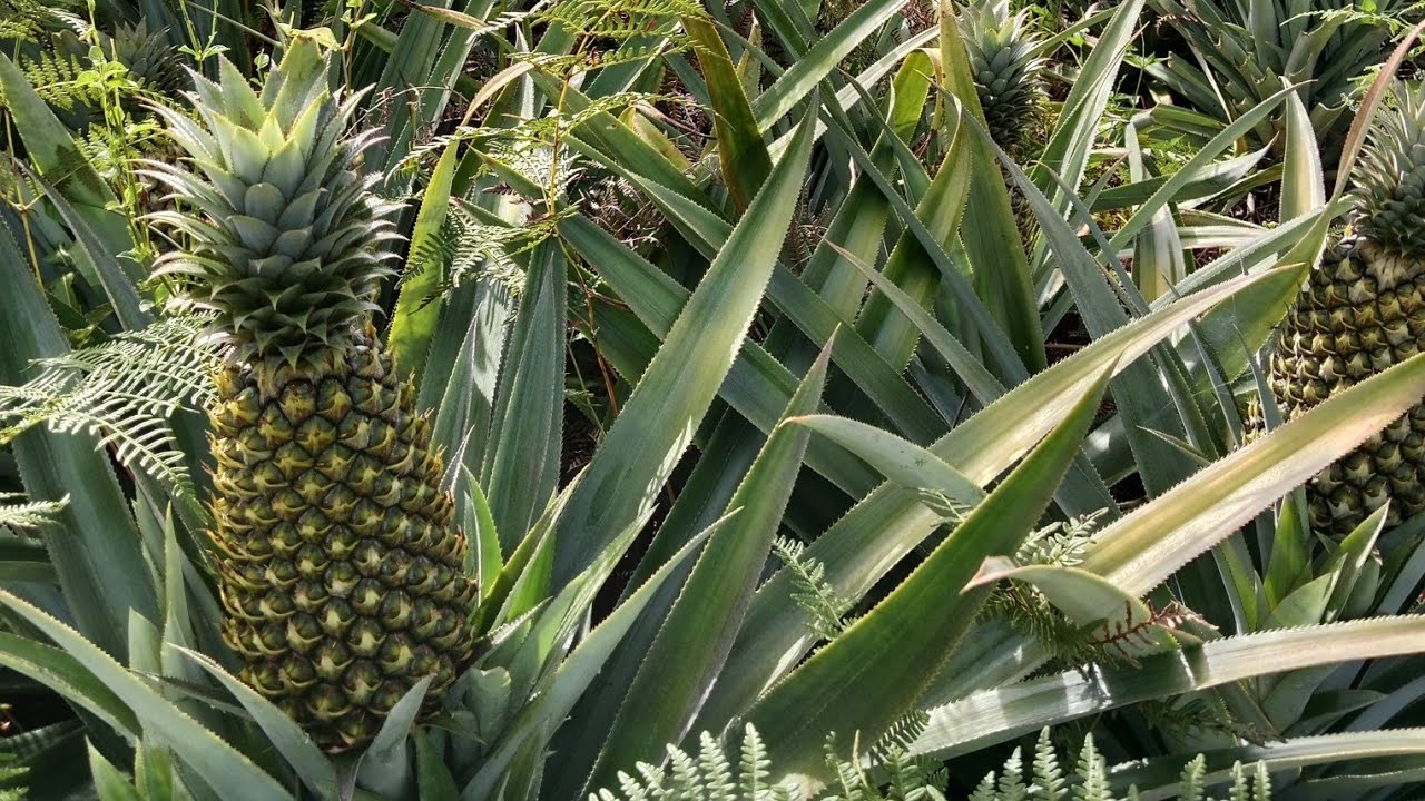 Buah Nanas banyak super super