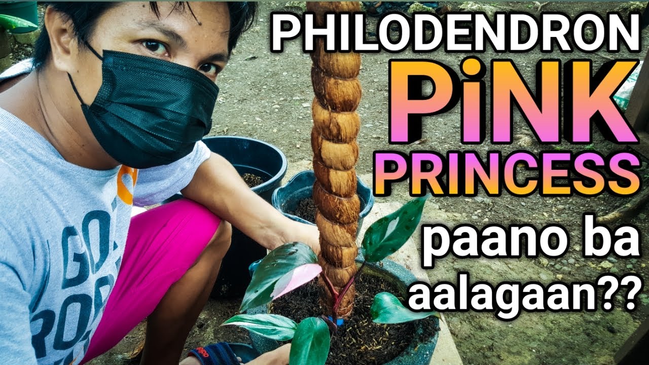 PHILODENDRON PINK PRINCESS | PAANO ALAGAAN? plantzilla bhl