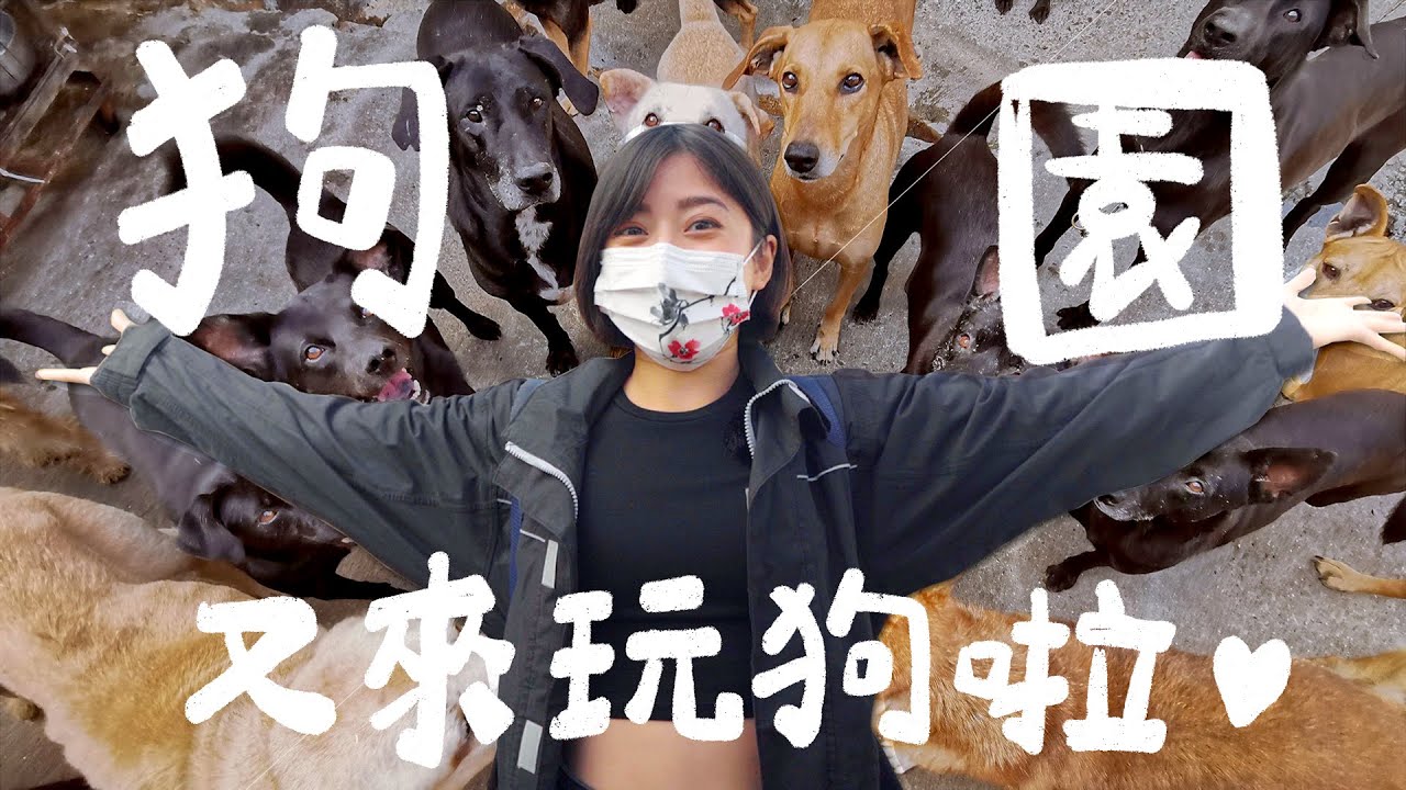 這次是超了不起的狗園！又來狗園玩狗啦～｜金魚腦 Goldfish Brain