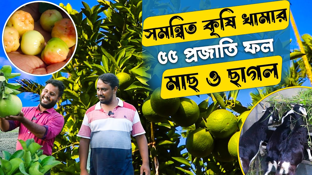 সমন্বিত কৃষি খামার- চাষ হচ্ছে ৫৫ প্রজাতির ফল, মাছ এবং দেশি ছাগল | Integrated Farming | Safollo Kotha