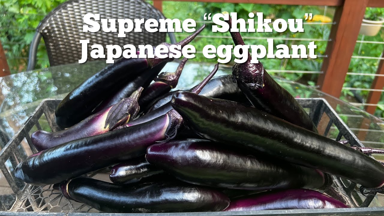 Shikou Eggplant Harvest ready and tips continuous fruiting