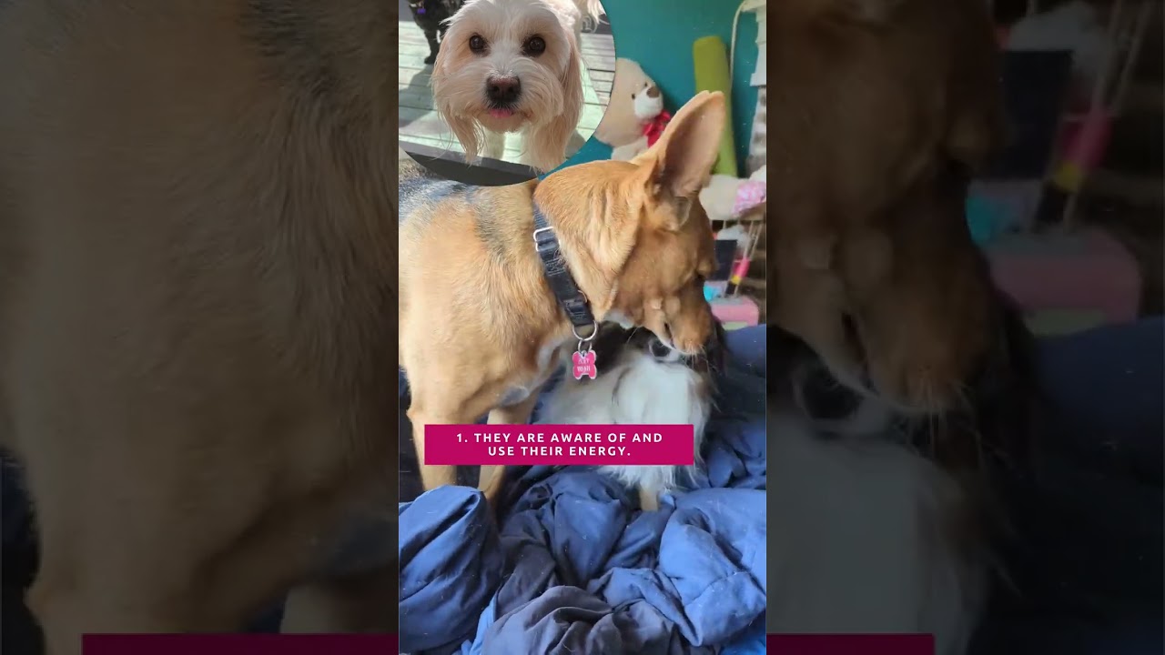 How Successful and Happy Dog Sitters Do Things Differently | Conscious Pet Sitter