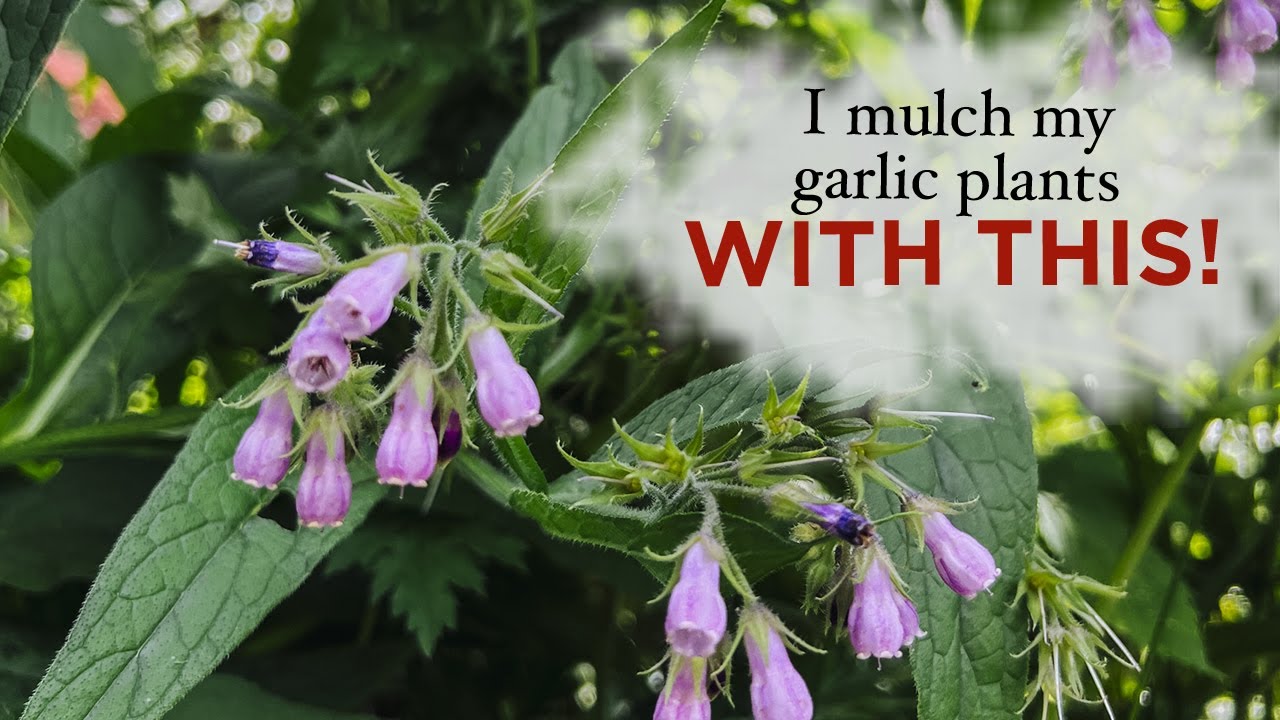 Comfrey Mulch for Garlic Plants: Providing nutrients the permaculture way in the garden
