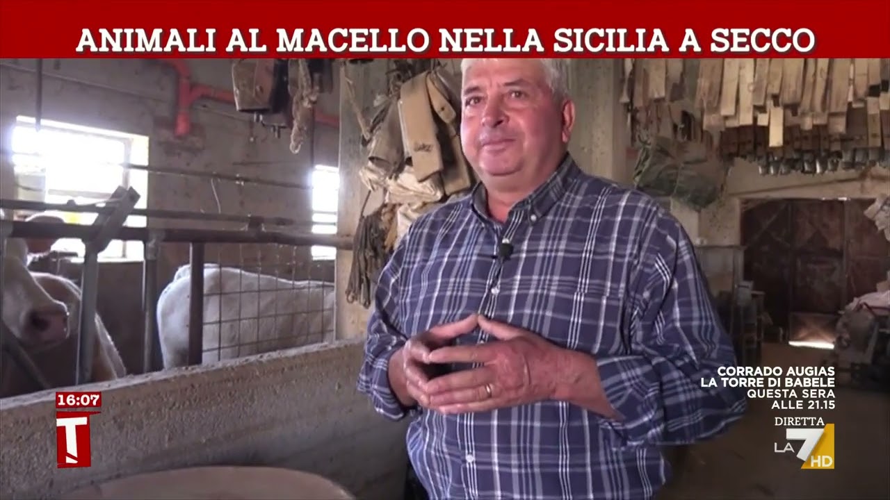 Animali al macello nella Sicilia a secco