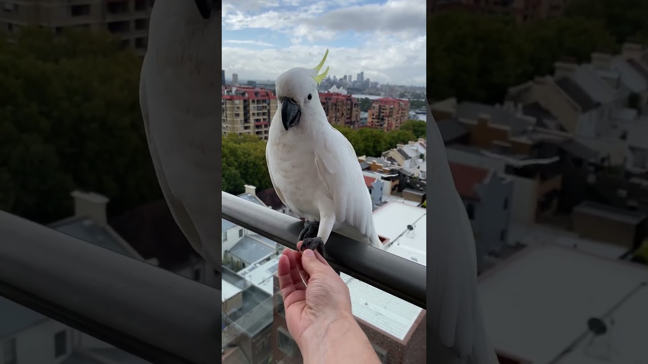 Friendliest Cockatoo in the world 😍