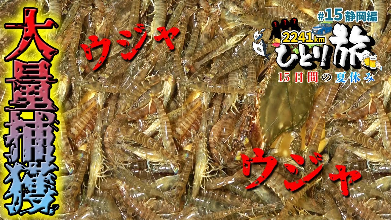 【数百匹】クルマエビを網で一網打尽！