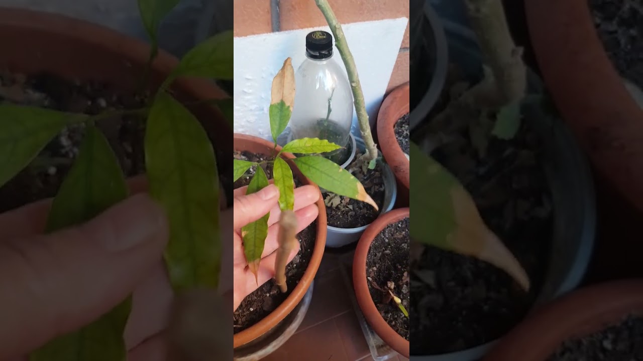 живое дыхание весны на моём балконном  чудосаде  25 февраля 