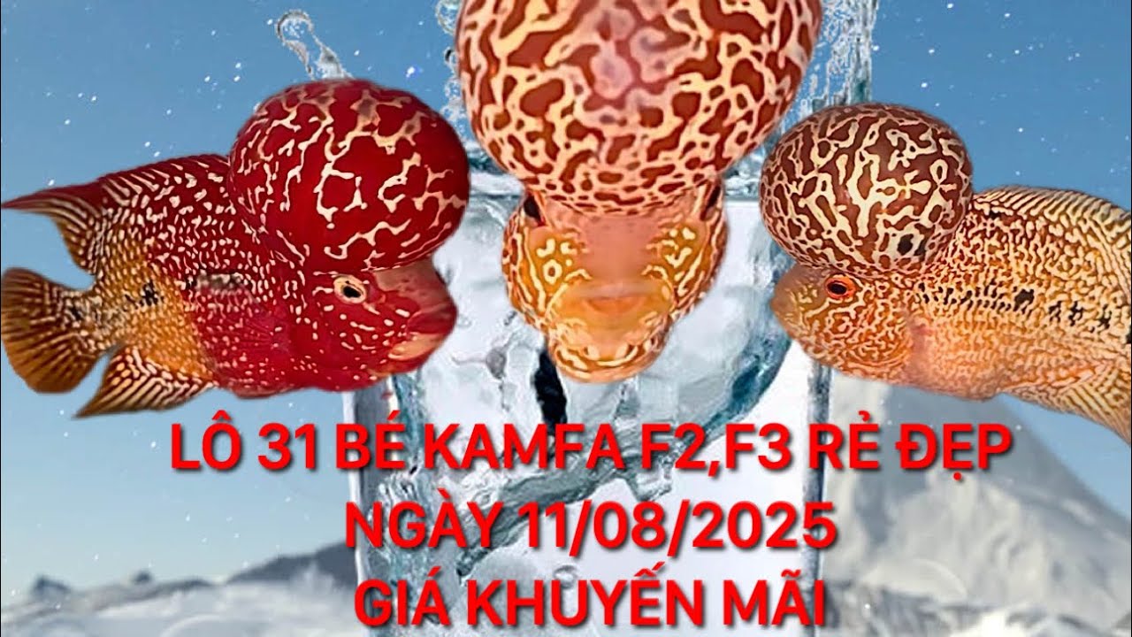 Khuyến mãi lô 31 bé cá la hán kamfa f2,f3 rẻ đẹp, Ngày 11/08/2025, Zalo 0862214123 Pi Trần