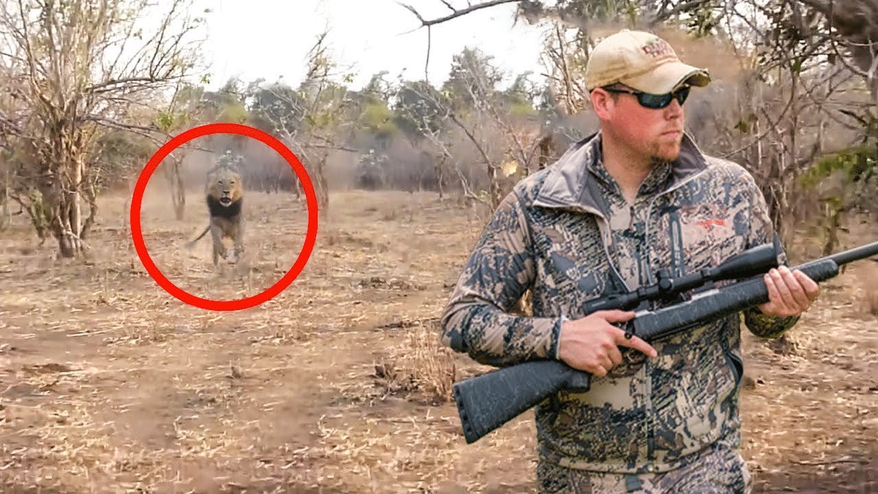 6 Lion Encounters That Will Horrify You