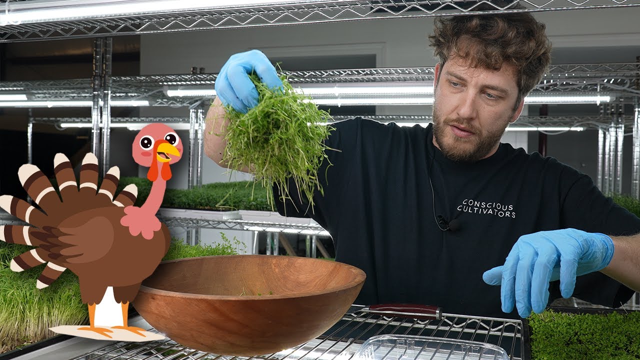 Microgreens for Thanksgiving: A Custom Blend for Chefs