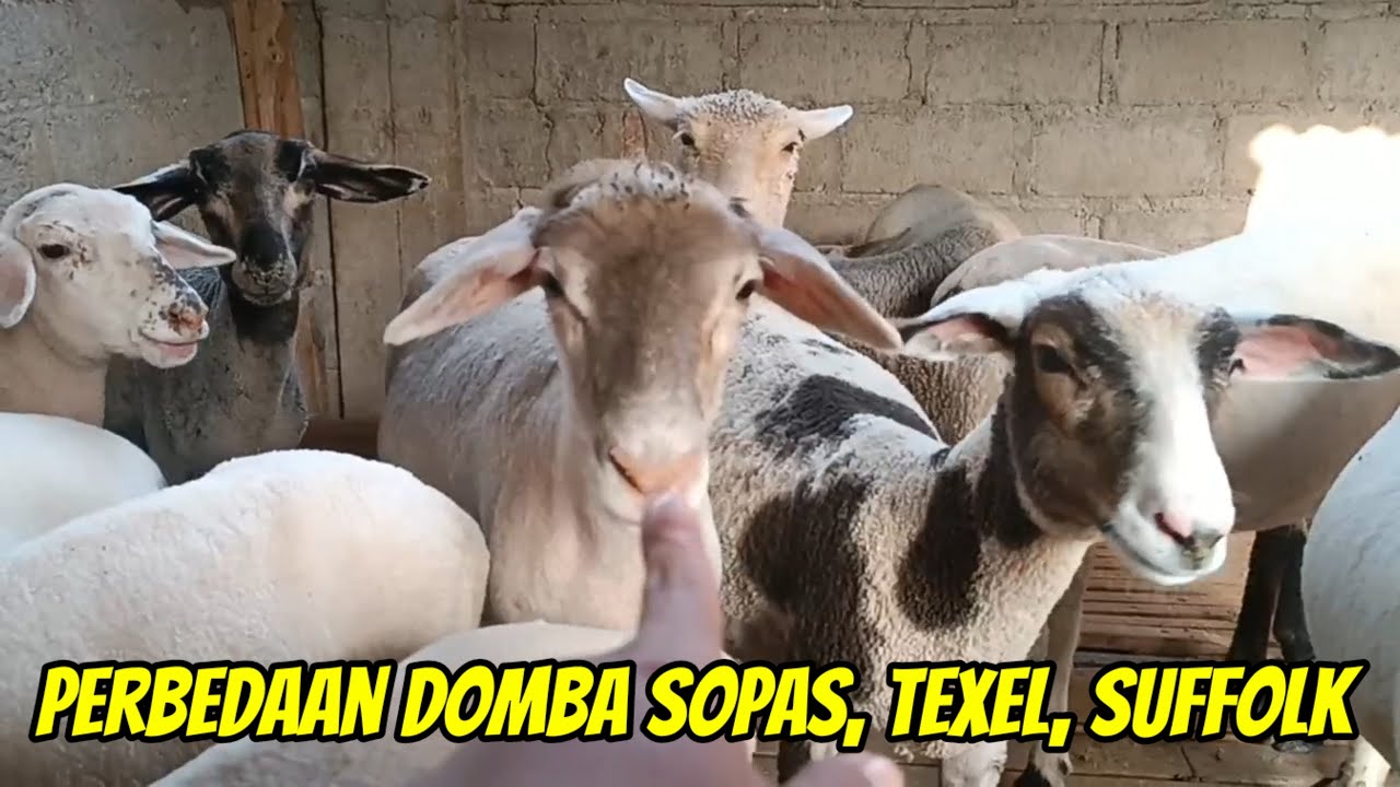 Perbedaan Domba Texel, Sopas, Dombos, Suffolk beserta kelebihan dan Kekurangannya