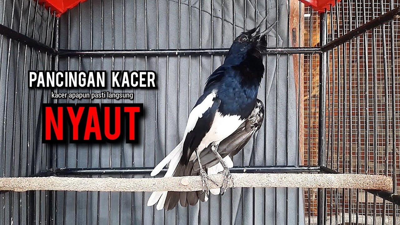 kacer gacor NGEPLONG tarung ini paling ampuh buat PANCINGAN KACER agar EMOSI