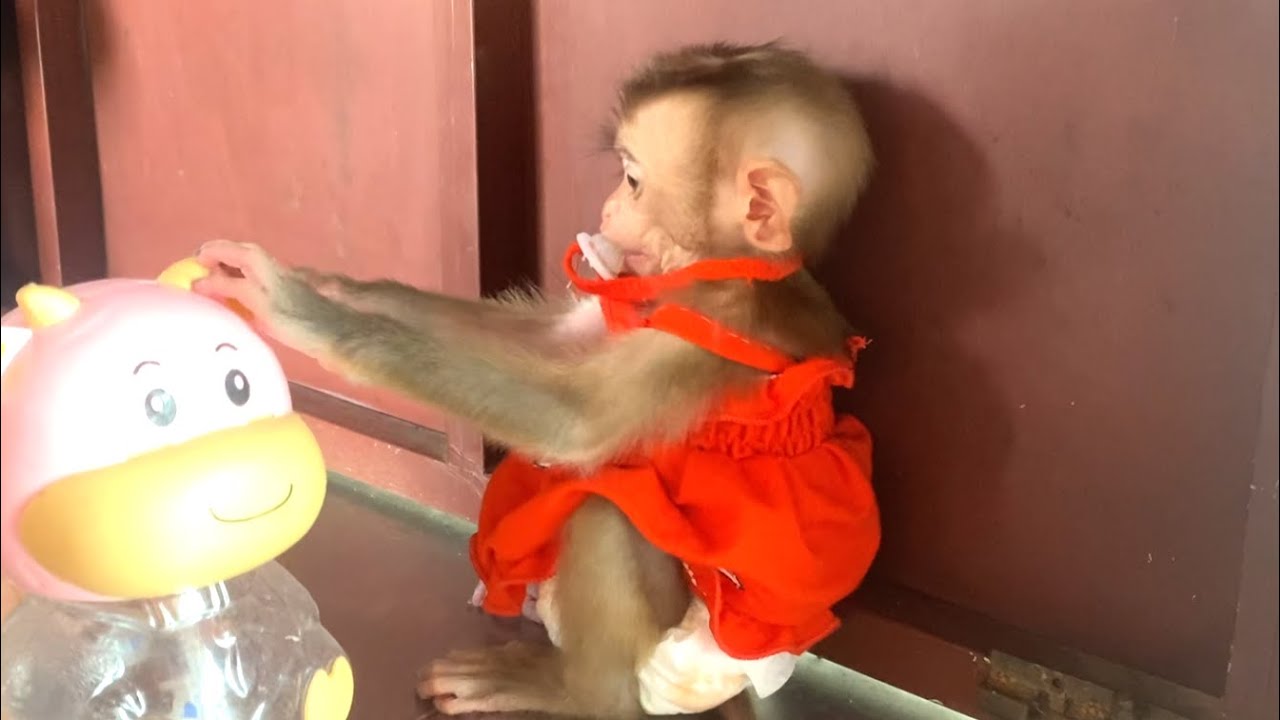 So Lovely !! The Beautiful Baby Monkey LIORA Request Her Mom To Open The Cow Of bottle
