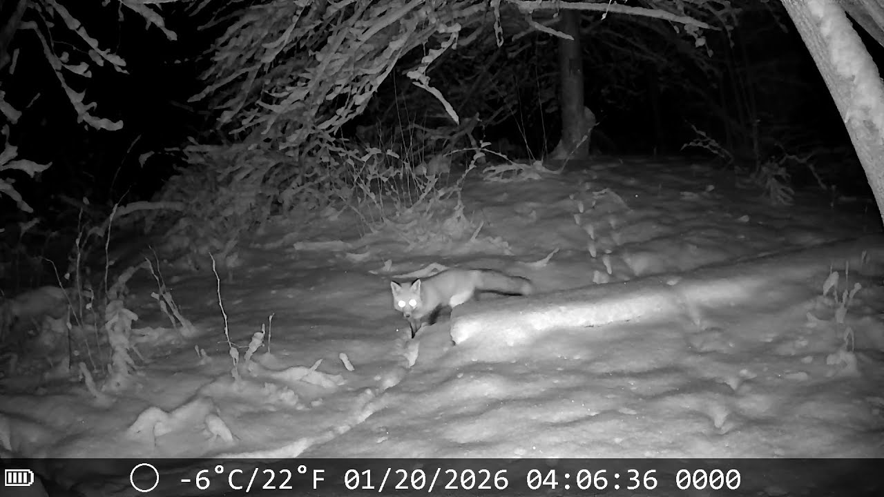 My fox is back