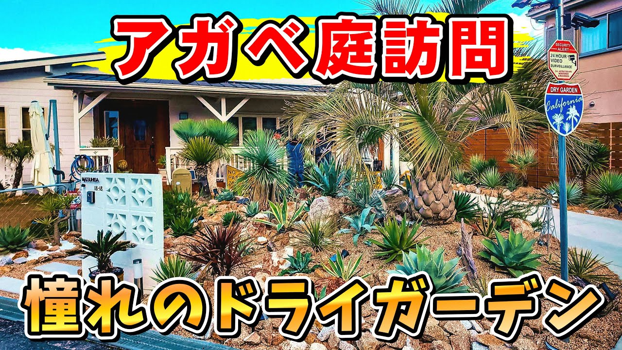 【個人庭訪問】アメリカンハウスにドライガーデン 憧れすぎてヤバいアガベ庭にお邪魔してきた！