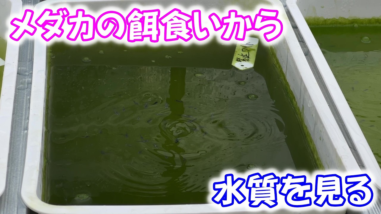 【めだか】餌やりは最大の観察ポイント！しっかり様子を見よう。Ｂ型おやじ　2026年　3月　4日　投稿