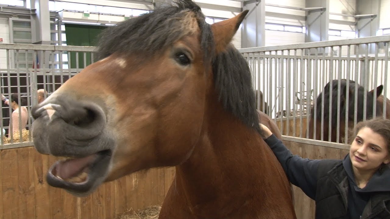Cavaliada 2017 - Piękne Polskie Konie Zimnokrwiste