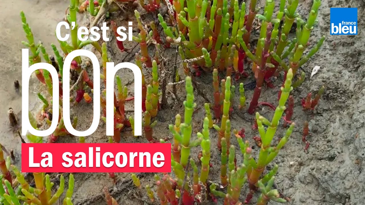La salicorne ou le cornichon... de mer - C'est si bon