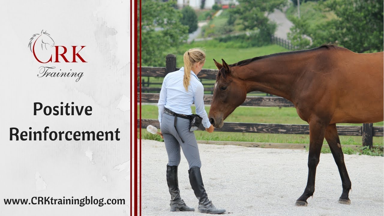 What Does Your Horse Value? Positive Reinforcement for Horses