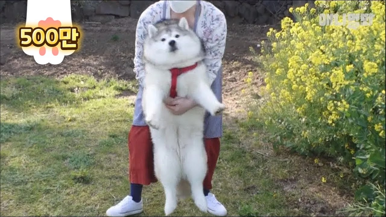 27кг, сибирская толстушка не знает, что он толстый LOL