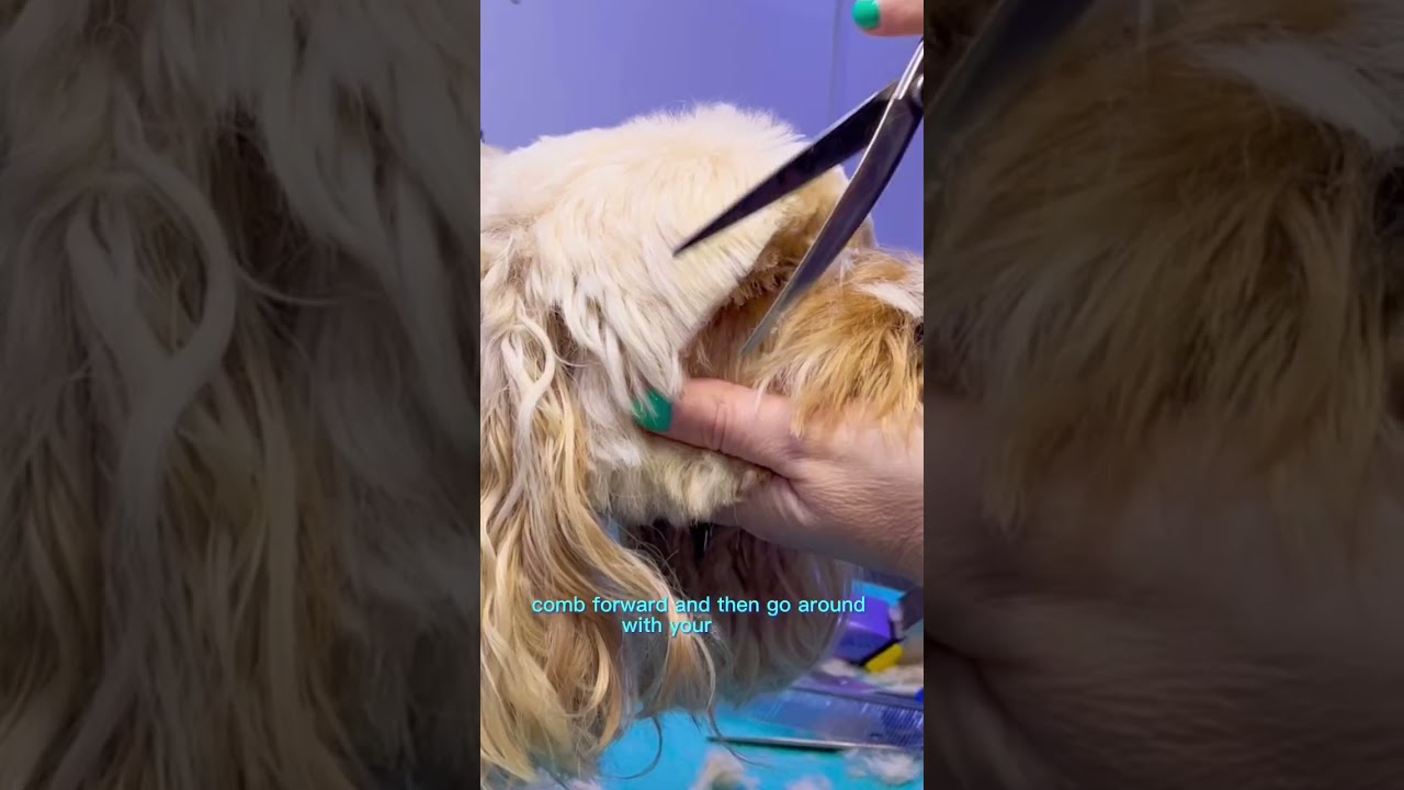 👀 How I clear the eyes 👀 FOLLOW FOR MORE GROOMING TIPS #lovemud #doggrooming #doggroomer #cockapoo