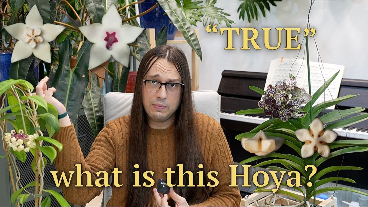 How to ID a Hoya on a REAL example 🤓 albiflora → lucida → ACTUAL ID